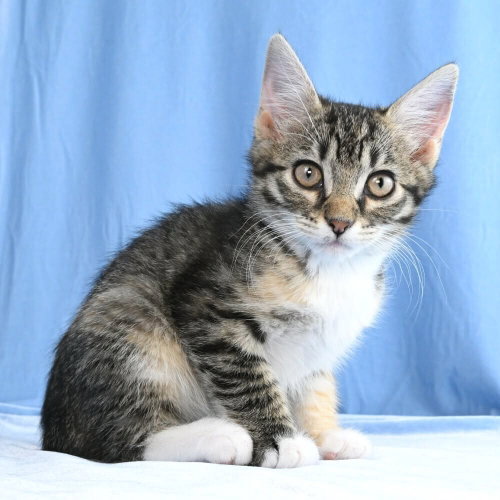 Cammie - available 6/13