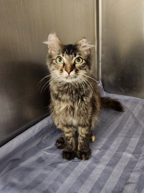 Olympia, an adoptable Domestic Medium Hair in Elmsford, NY