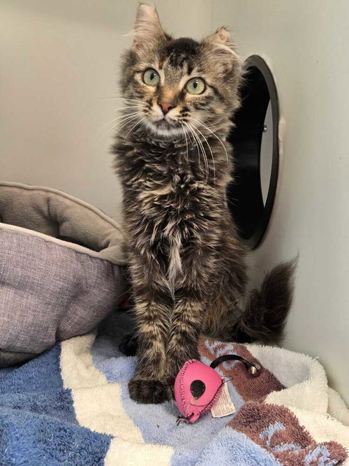 OLYMPIA - Domestic Medium Hair available for adoption