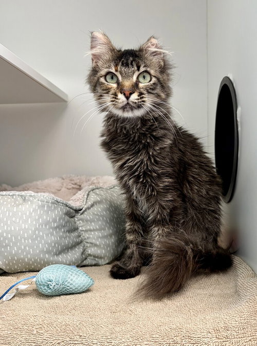 OLYMPIA - Domestic Medium Hair available for adoption