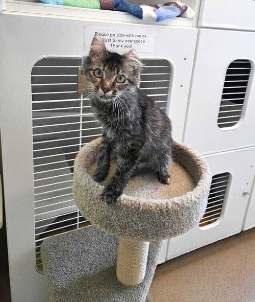 OLYMPIA - Domestic Medium Hair available for adoption