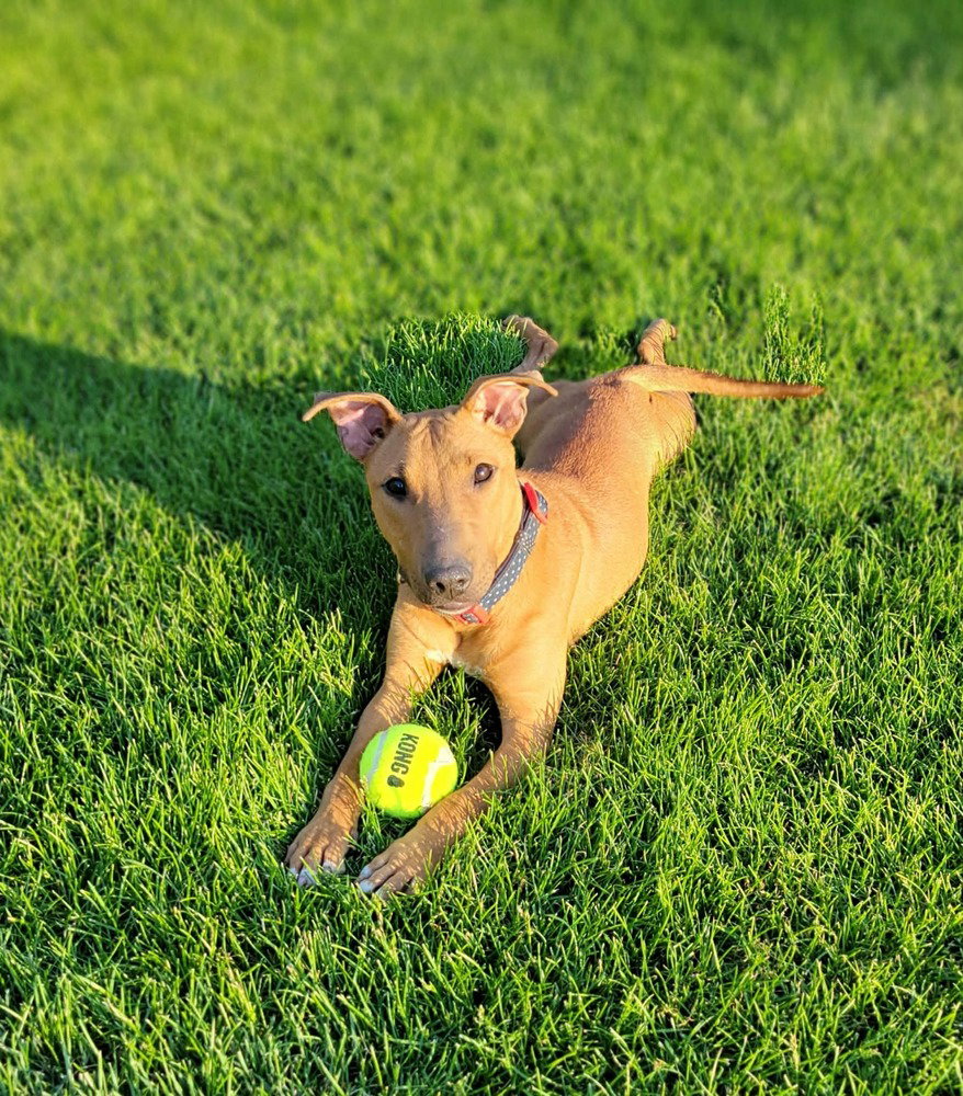 Lucy, dog