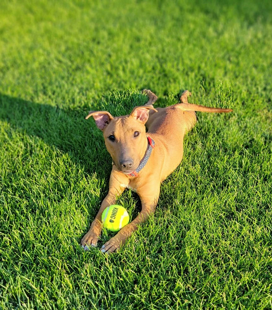 Lucy
