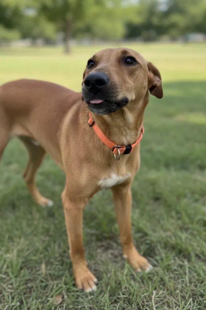 Lucy image 2
