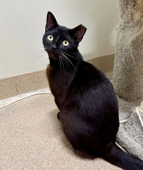 Laurent, an adoptable Domestic Short Hair in Elmsford, NY