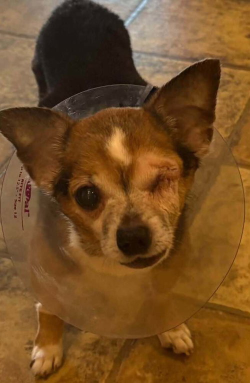 Frankie **Courtesy Post*