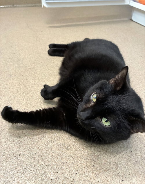 Misty, Domestic Short Hair / Mixed, cat for adoption in Jersey City, New Jersey