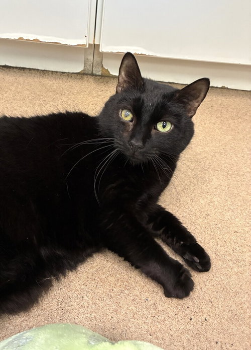 Misty, an adoptable Domestic Short Hair in Elmsford, NY