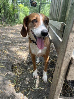 SALLY - Beagle available for adoption