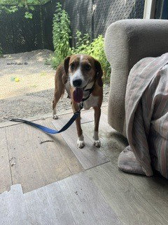 SALLY - Beagle available for adoption