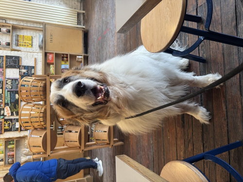 Donny **Courtesy Post, an adoptable Great Pyrenees in Elmsford, NY