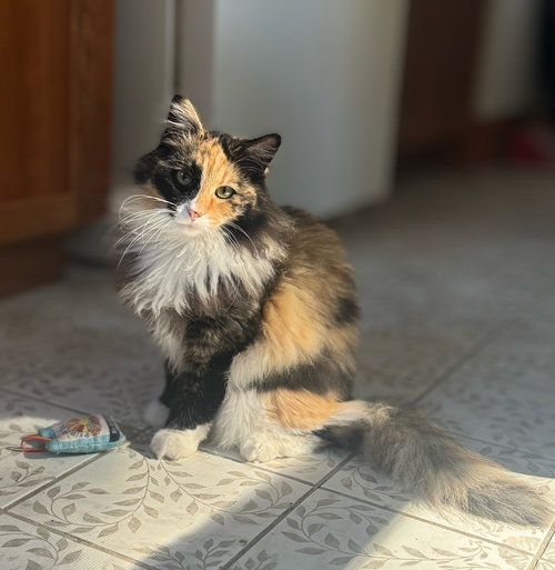 Coquette