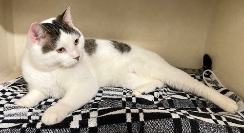 Nino, an adoptable Domestic Short Hair in Elmsford, NY