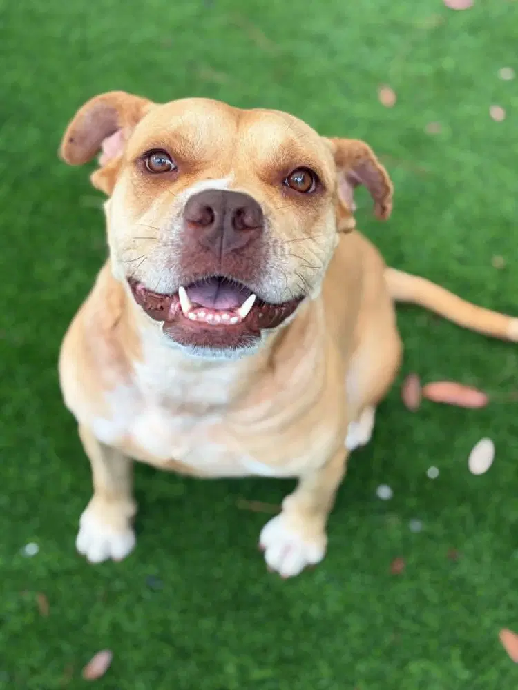 Shiloh Available - Bulldog