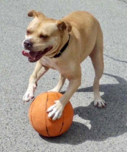 Shiloh, a dog for adoption from Paws Crossed Animal Rescue Inc.