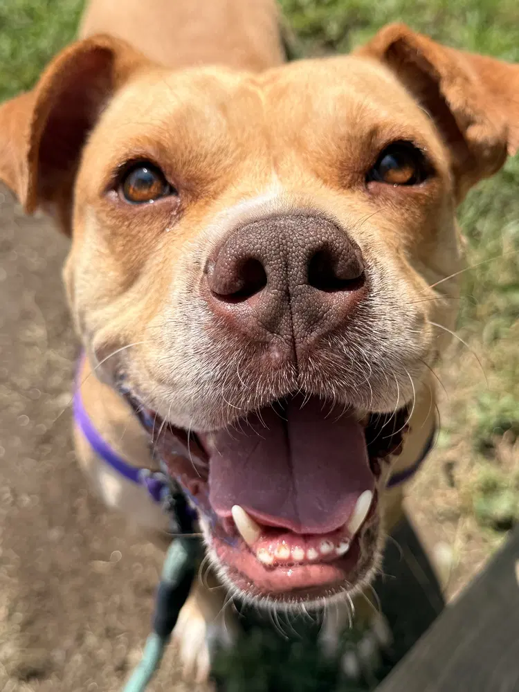 Shiloh Available - One of a kind