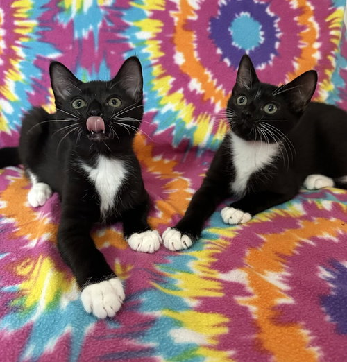 James Bond photo 4