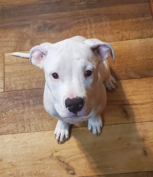 Daisy Mae, an adoptable Bulldog in Elmsford, NY