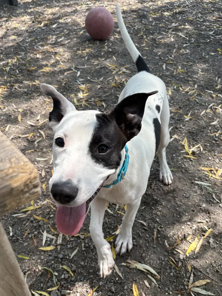 Heidi Available - Unknown