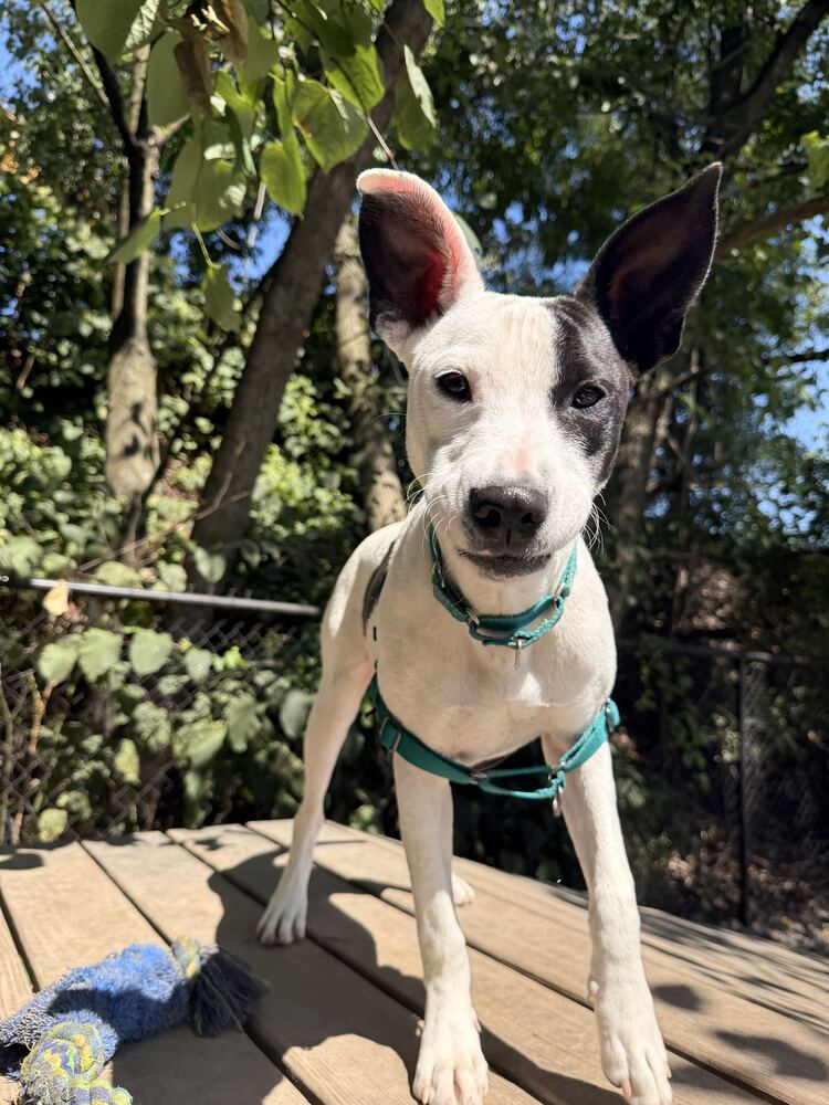 Heidi, dog