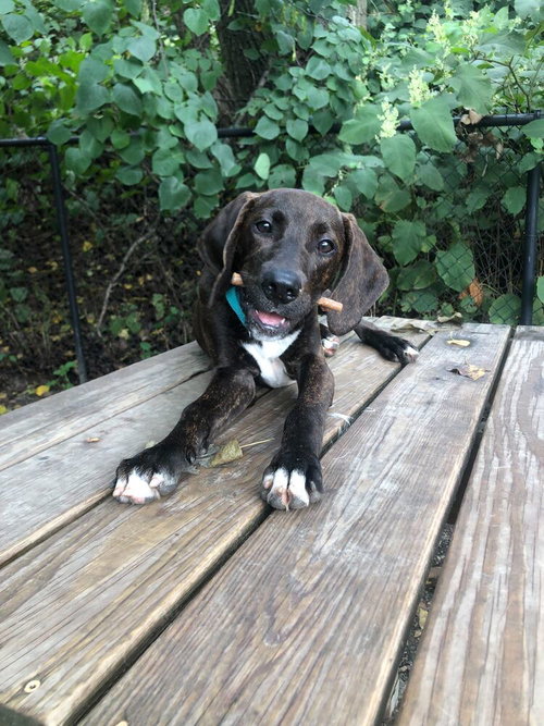 Huggie, a dog for adoption from Paws Crossed Animal Rescue Inc.