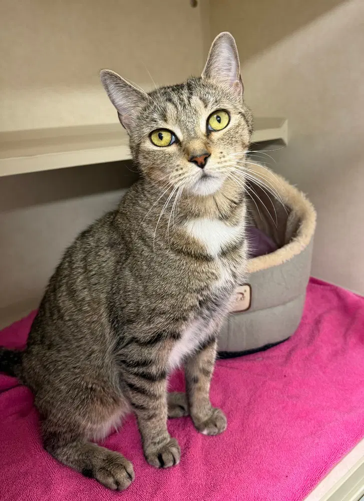 Ciao Bella - Domestic Short Hair