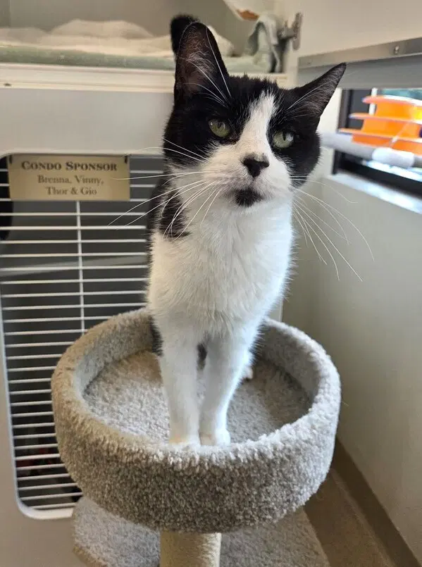 Paolo - Domestic Short Hair