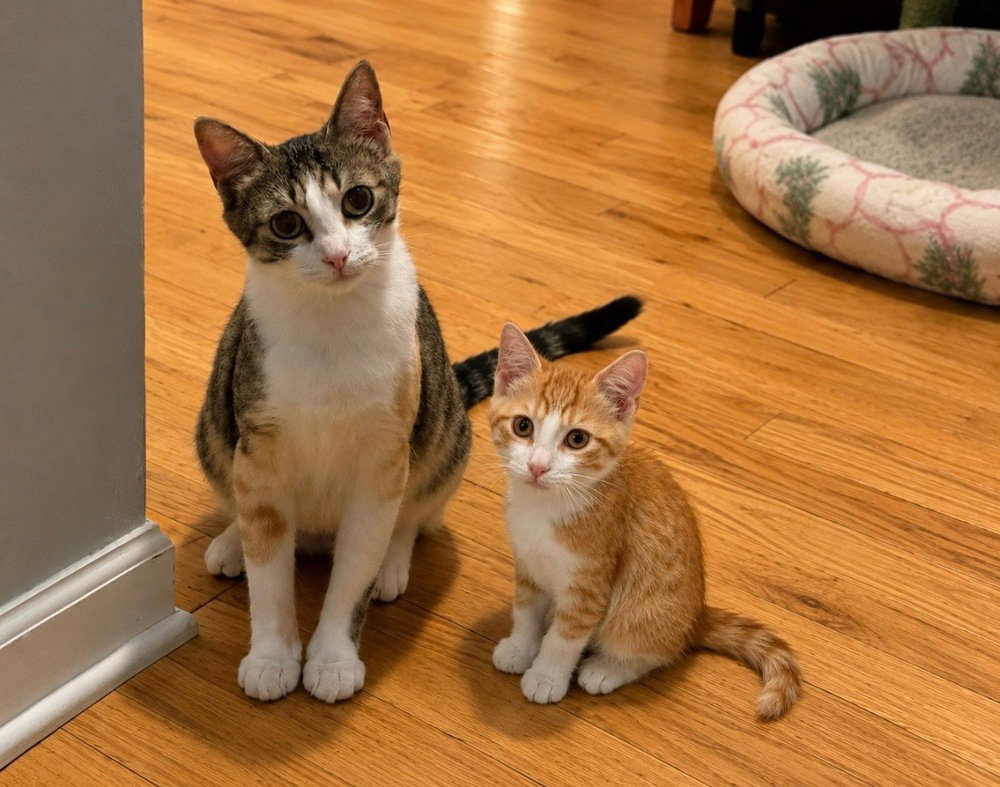 Calla Lyllie and Sunny **Courtesy Post, cat