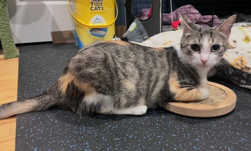 Calla Lyllie **Courtesy Post, a cat for adoption from Paws Crossed Animal Rescue Inc.