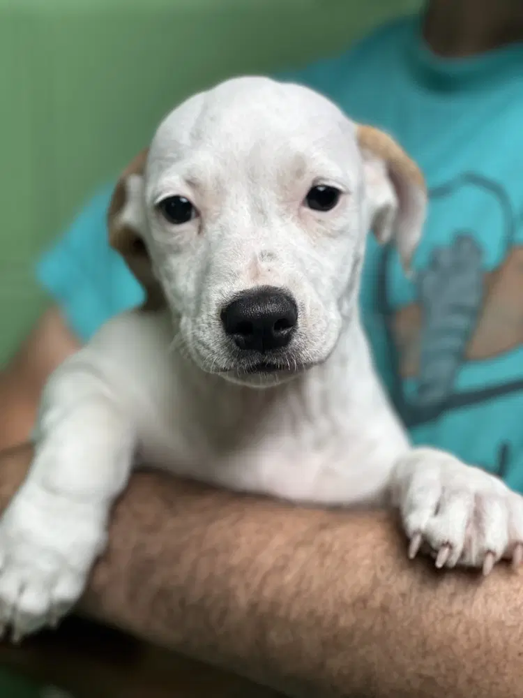 Pisces Available - Terrier