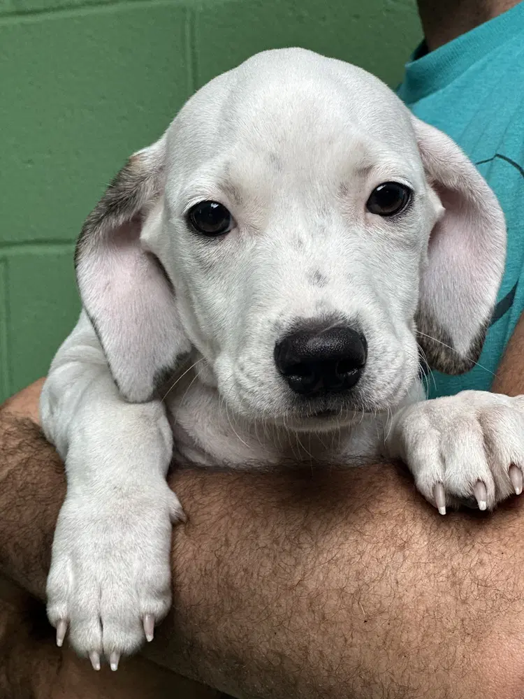 Taurus Available - Terrier