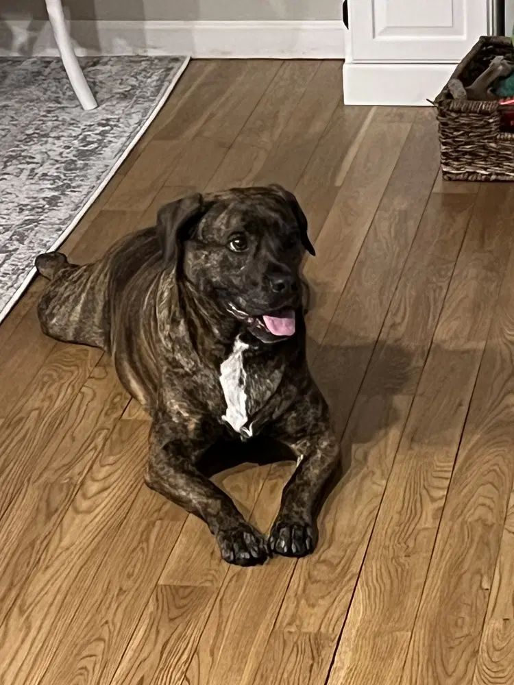Auggie A Courtesy Post - Plott Hound