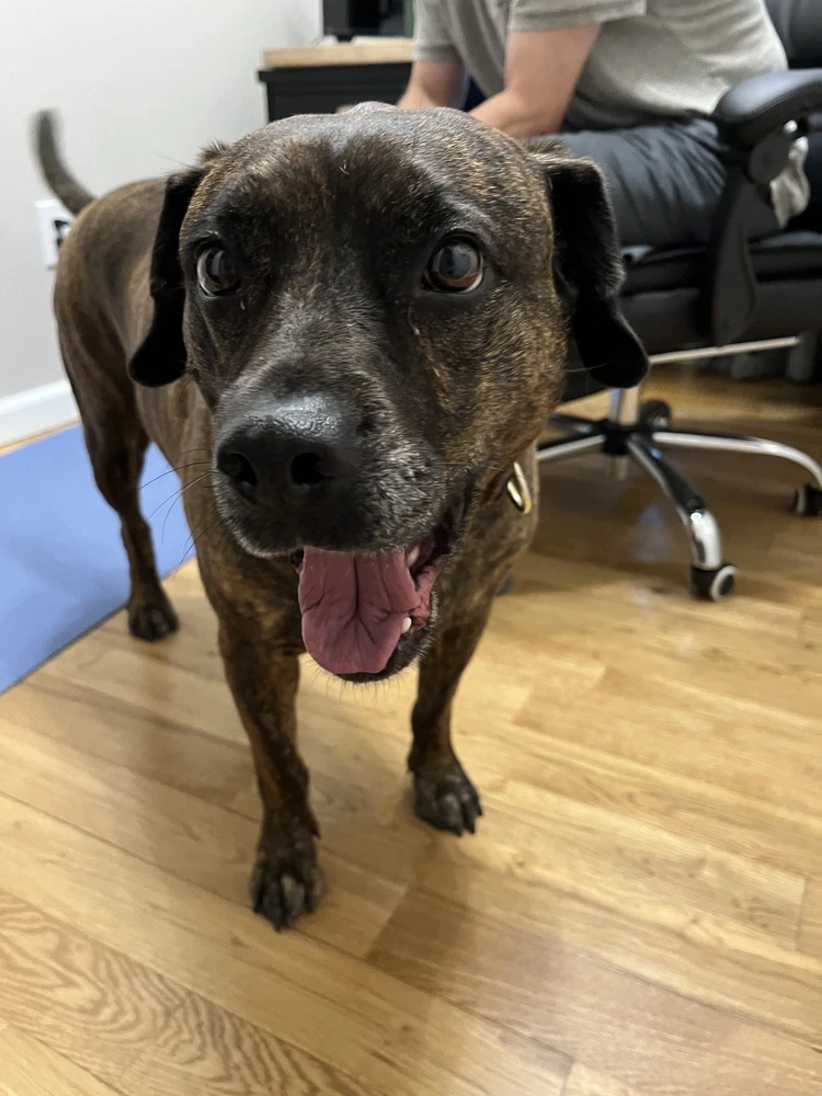 Auggie A Courtesy Post