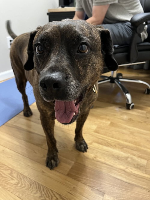 Auggie **a courtesy post**, a dog for adoption from Paws Crossed Animal Rescue Inc.