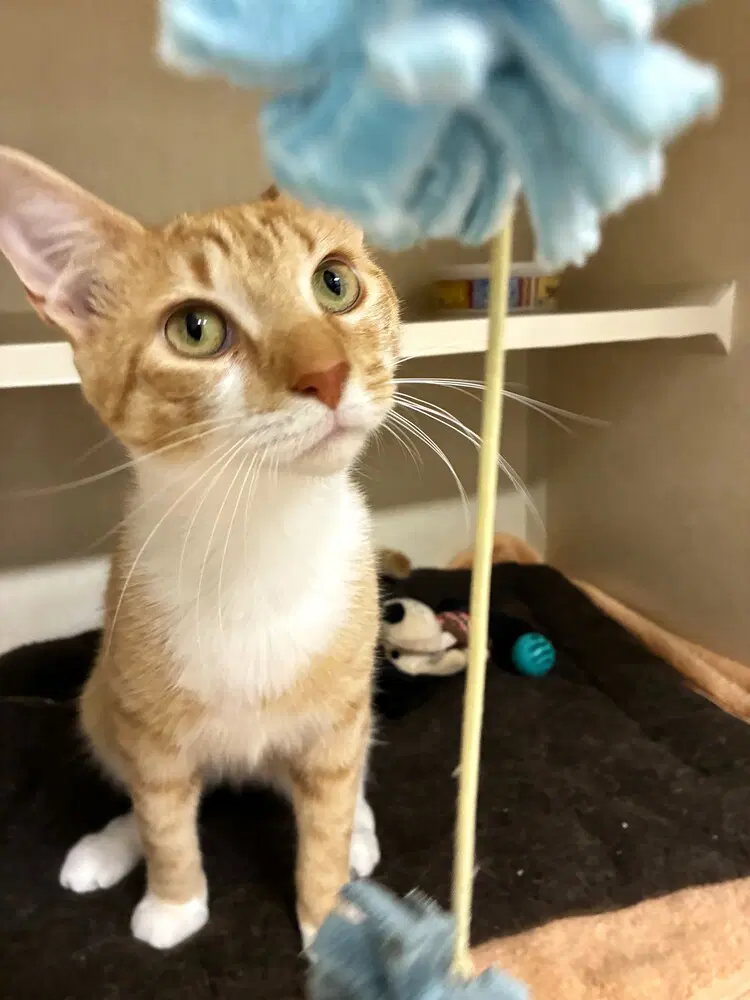 Sailor - Domestic Short Hair