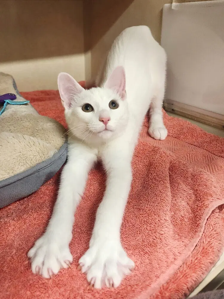 Punkie - Domestic Short Hair