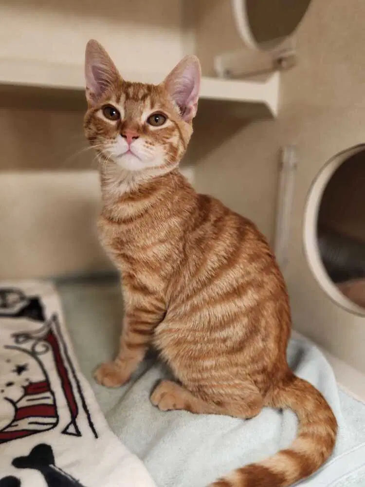 Wavebreak - Domestic Short Hair