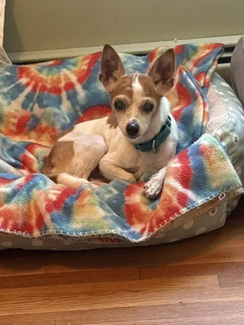 Chikki Courtesy Post - Chihuahua