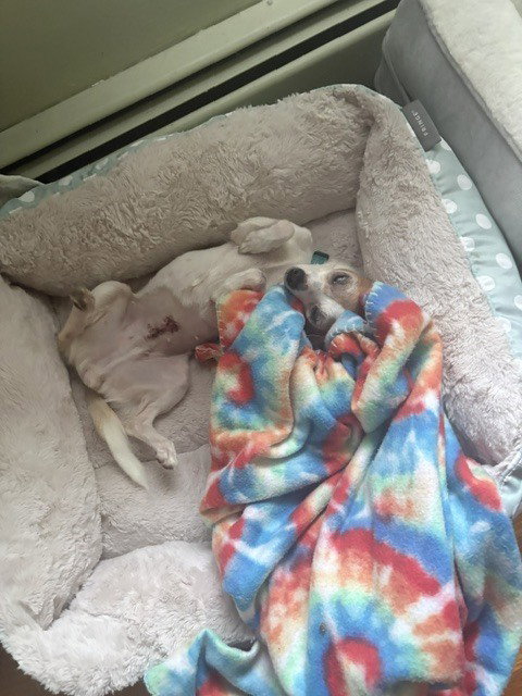 Chikki, photo 2