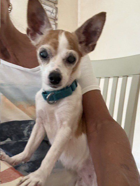Chikki, photo 3