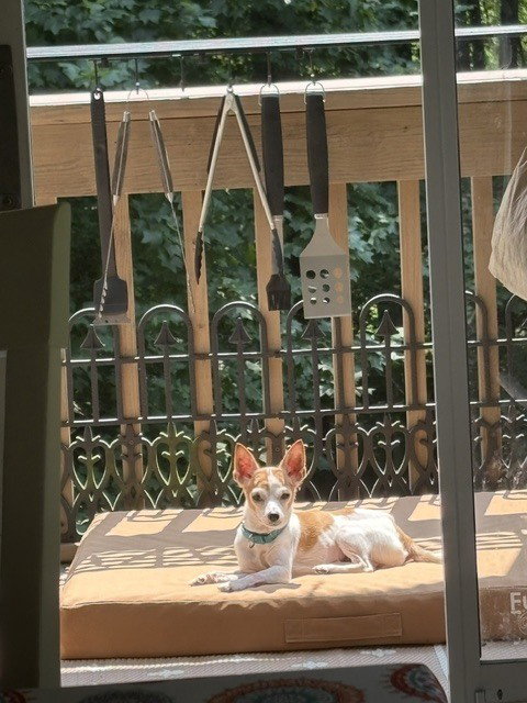 Chikki, photo 4