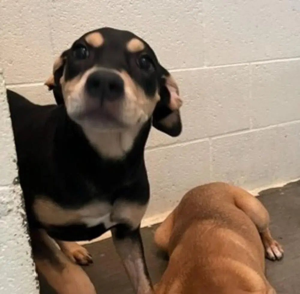 Clementine Available - Hound