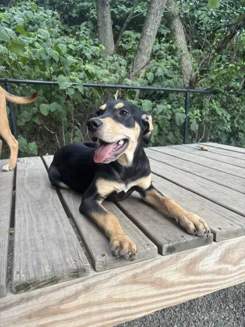 Clementine Available - Hound