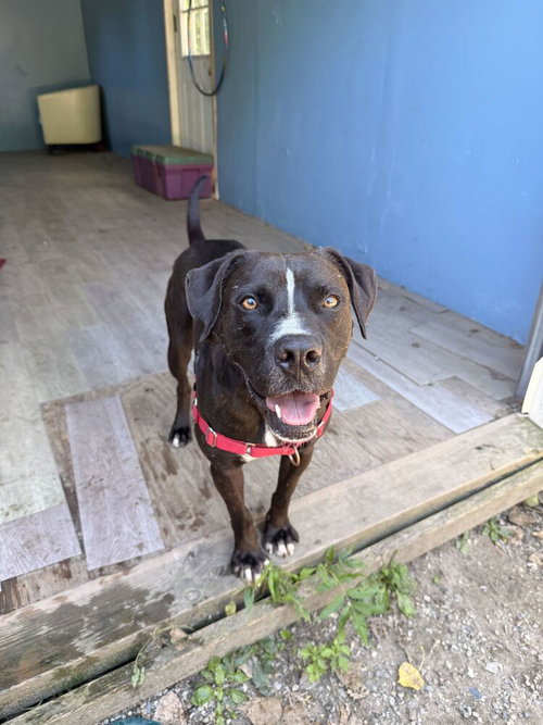 Loki, a dog for adoption from Paws Crossed Animal Rescue Inc.
