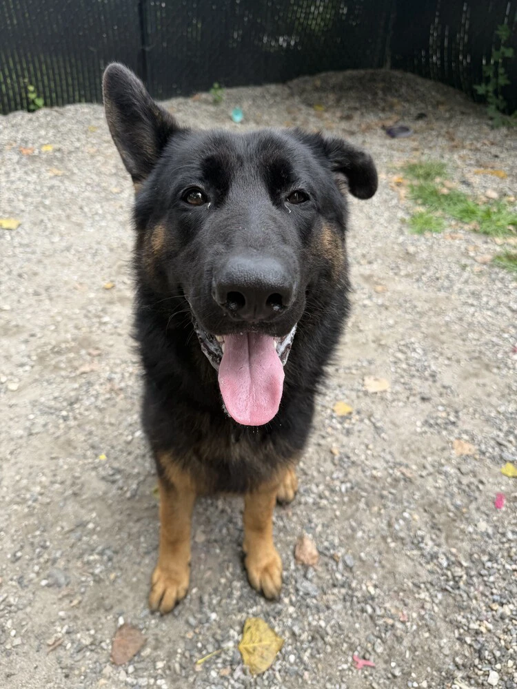 Buster Available
