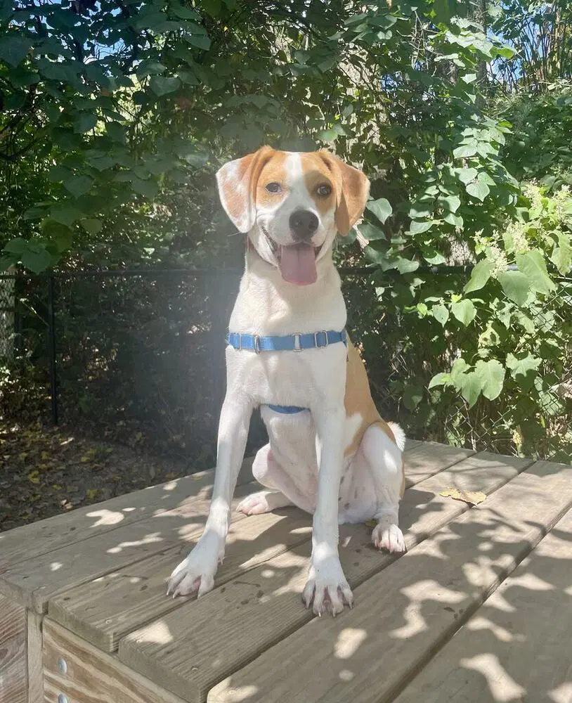 Simba - Terrier