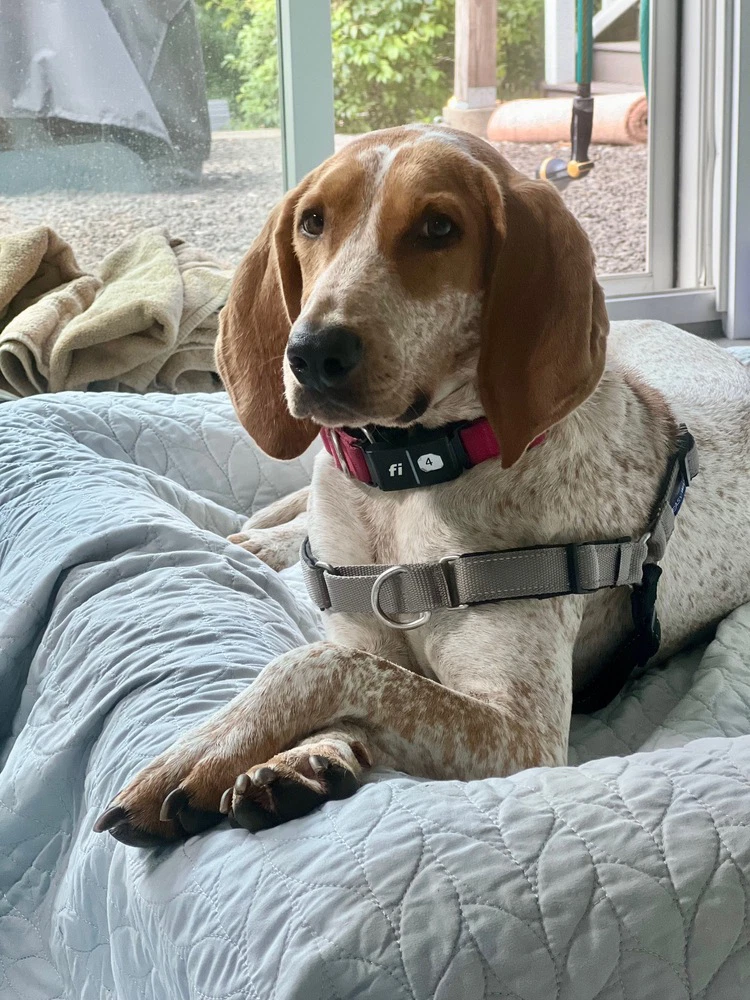 Belle Available