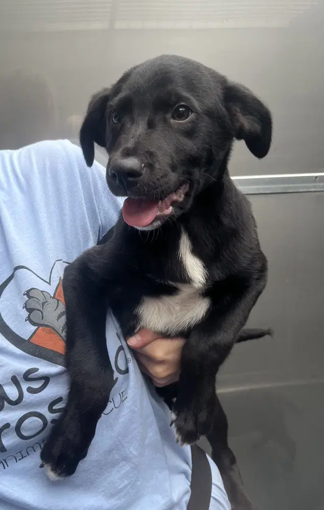 Cavatelli Available - Collie