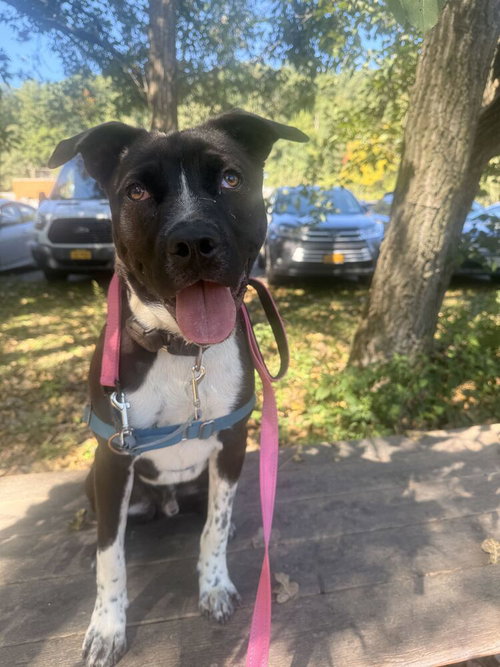 Hatha, Unknown breed / mixed