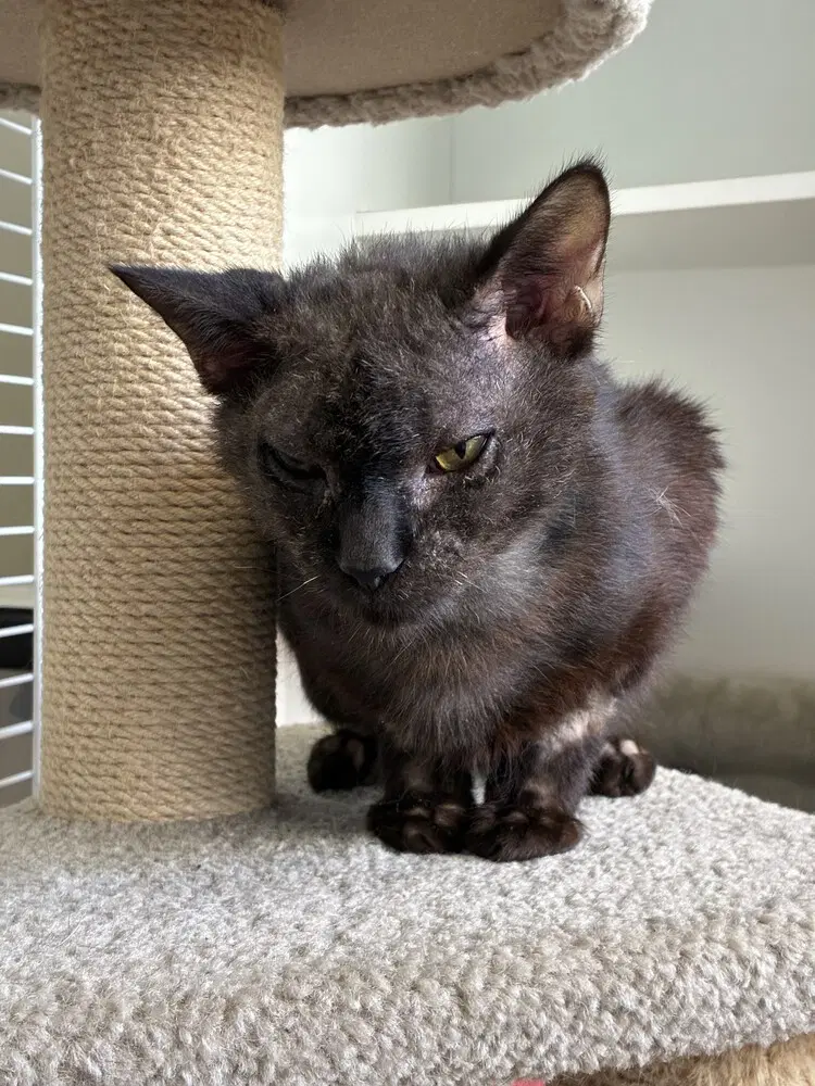 Legend - Domestic Short Hair